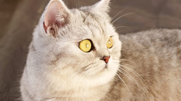 Fluffy kitty looking at camera on pink background, front view. Cute young short hair white cat sitting in front of pink background with copy space. Stripped kitten with yellow eyes.