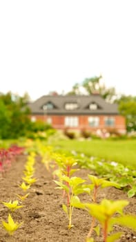 Straight rows of green and purple plants growing on huge farm field with farmhouse on background. Selective focus. Seedling growth. Bio.