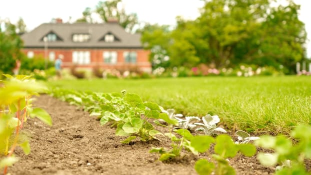 Straight rows of green and purple plants growing on huge farm field with farmhouse on background. Selective focus. Seedling growth. Bio.