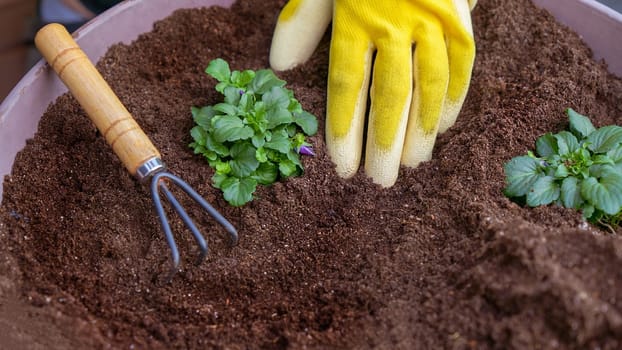 Human hands in yellow gloves taking care planting seedling with small garden rake in the soil. New sprout on sunny day in the garden in summer.