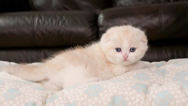 Fluffy cream Scottish fold kitten looking at camera on brown background, front view, space for text. Cute young shorthair white cat with blue eyes