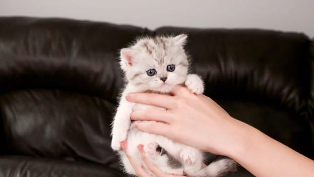 Hands holding fluffy white and tabby kitten looking at camera on brown background, front view, space for text. Cute young shorthair stripped cat with blue eyes