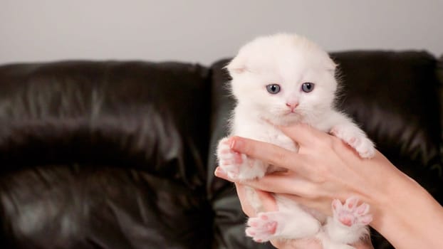 Hands holding fluffy Scottish fold cream kitten looking at camera on brown background, front view, space for text. Cute young shorthair white cat with blue eyes