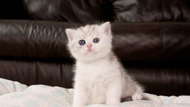 Fluffy white and tabby kitten looking at camera on brown background, front view, space for text. Cute young shorthair stripped cat with blue eyes