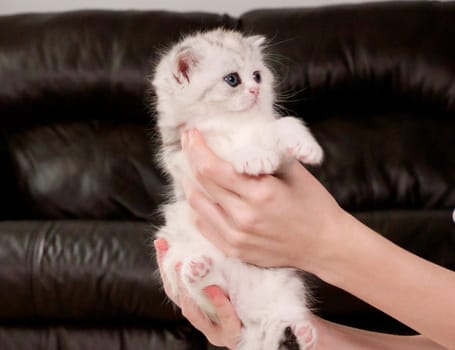 Hands holding fluffy white and tabby kitten looking at camera on brown background, front view, space for text. Cute young shorthair stripped cat with blue eyes