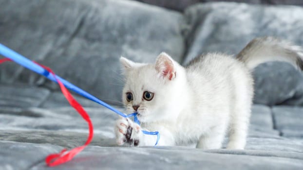 Fluffy white Scottish kitten is playing with colorful ribbons, front view, space for text. Cute young British shorthair white cat with brown eyes