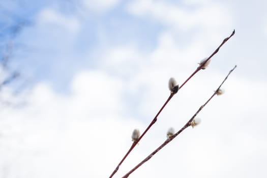 Branches with young willow inflorescences in spring morning on a background of blue sky close-up.