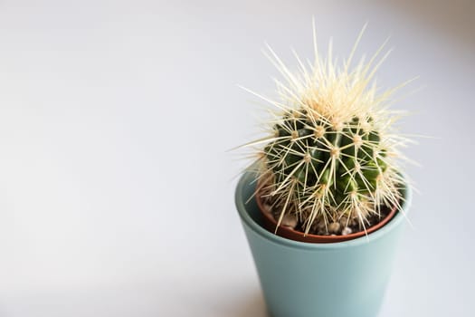 small decorative cactus in a pot.Succulent in Pot under sunlight.