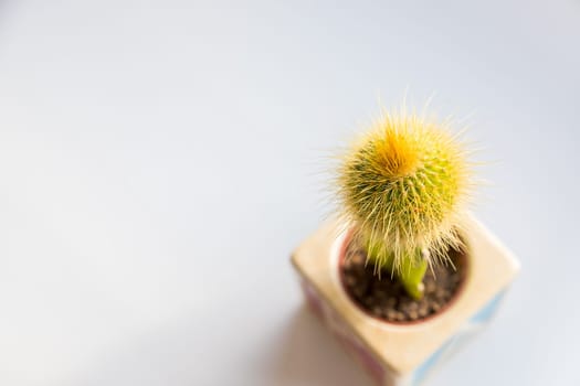 cactus in ceramic pot isolated on white background