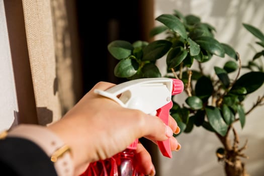 Hand spraying houseplants with a spray bottle