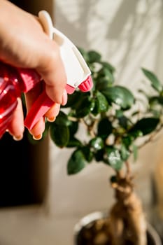 Hand spraying houseplants with a spray bottle