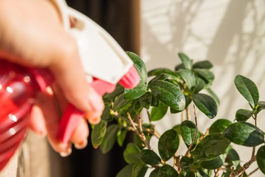 Houseplant care. Female hands spraying potted plant with water sprayer. Ficus ginseng bonsai tree in sunny interior.