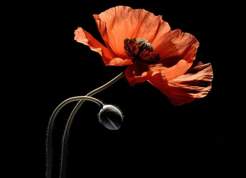 Vibrant Poppy Flower in a Delicate Meadow: A Bright Summer Beauty