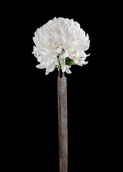 Creative still life with old rusty rasp file with white chrysanthemum flower head on a black background