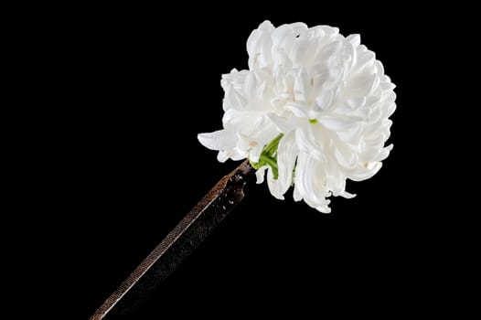 Creative still life with old rusty rasp file with white chrysanthemum flower head on a black background