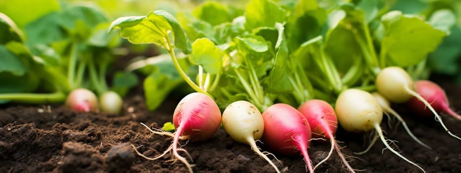 Radishes growing in the garden. selective focus. Food Generative AI,