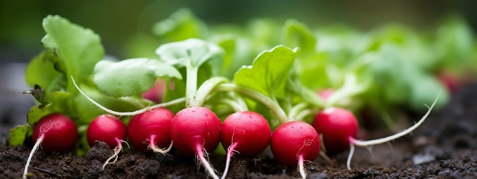 Radishes growing in the garden. selective focus. Food Generative AI,