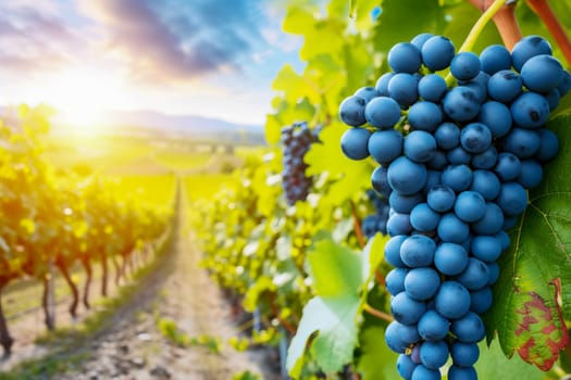 A bunch of dark grapes close-up in the sun, against the backdrop of a beautiful landscape with a vineyard and mountains in the distance.
