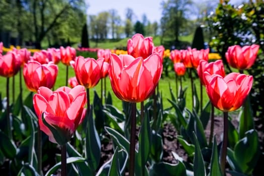 Red Tulips under a blue sunny sky.Colorful spring composition