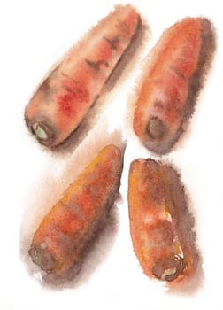 fast carrot sketches on white background, hand drawn watercolor illustration