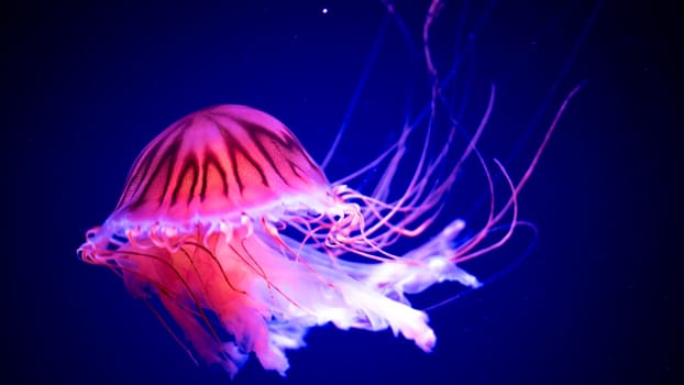 Poisonous jellyfish in the Barcelona aquarium illuminated by a blue light, Aurelia aurita. download image