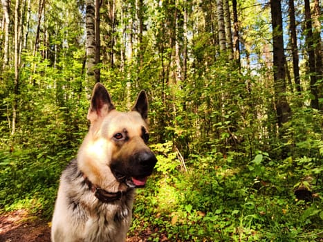 Dog German Shepherd in the green forest in summer, spring or autumn season. Big Russian eastern European dog veo walk on nature landscape