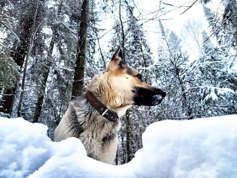 Dog German Shepherd in forest or in park in a winter day and white snow arround. Waiting eastern European dog veo and white snow