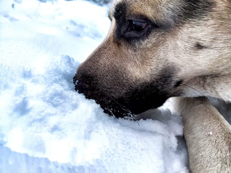 Dog German Shepherd in winter day and white snow arround. Waiting eastern European dog veo and white snow