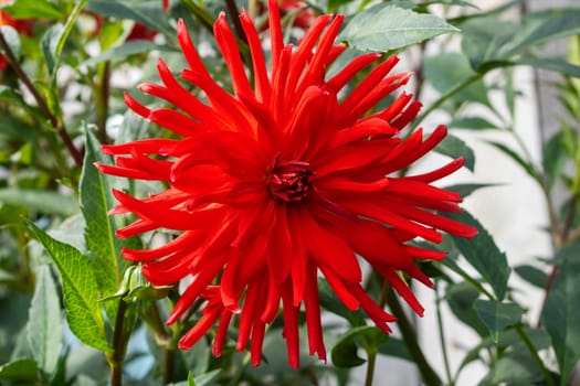 Red bright flower with long petals close up