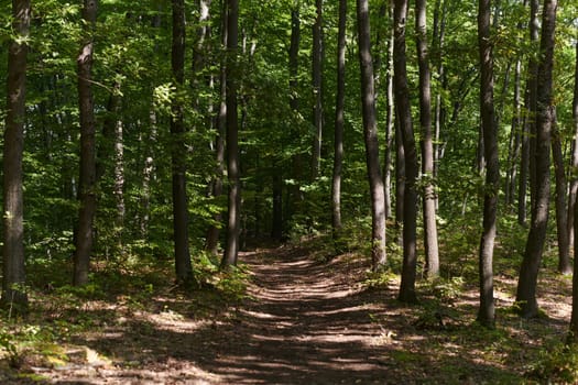 The captivating photograph captures a breathtaking panorama of lush, verdant forest areas, showcasing the serene beauty and natural richness of the picturesque green landscape.