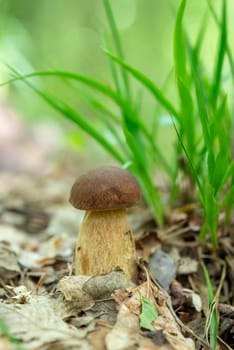 Harvest of wild mushrooms in forest