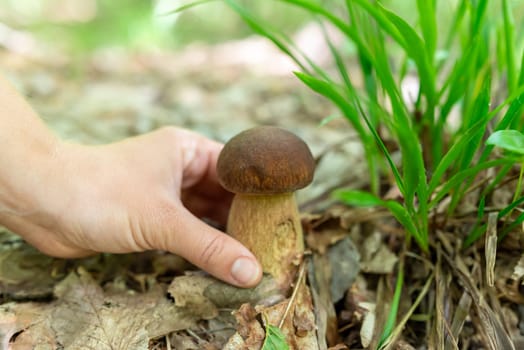 Close up of woman hand harvesting mushroom from the foliage