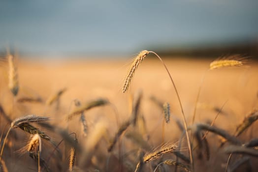 Field of bread in the evening, ripe rye ready for harvest