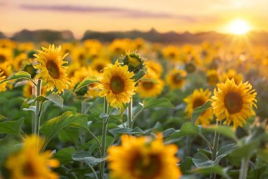 Evening photo of agricultural field of sunflowers in bloom