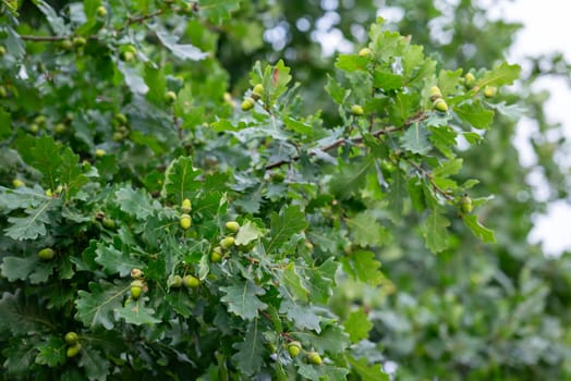 Oak tree with green acorns