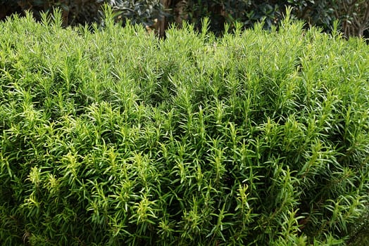 Rosemary officinalis in nature for green herbal background.