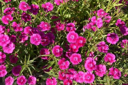 Bright pink alpine carnation in sunlight for floral background.