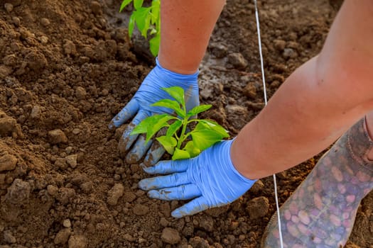 Watering is crucial when planting pepper seedlings to help establish strong roots.