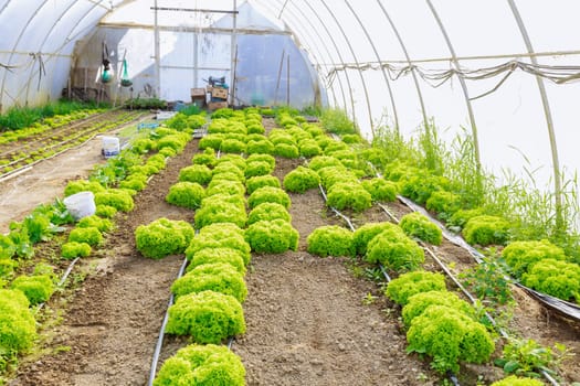 Leaf lettuce, carefully cultivated in greenhouse, stands as a testament to benefits of controlled farming practices.