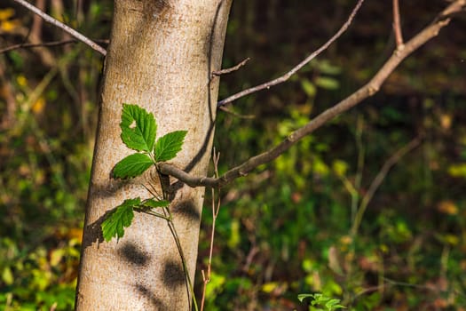 Three leaves strikingly trapped on the trunk of a tree in the sunshine in the forest