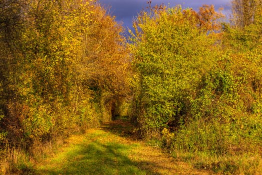 Hollow path through undergrowth and bushes with autumnal colors in sunlight and dramatic clouds, Germany