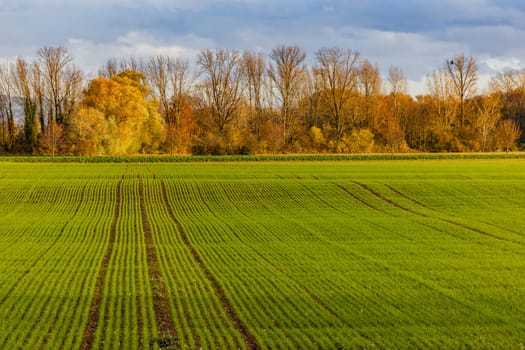 Rows of agricultural plants in a field with tracks and lines in front of autumnal trees in the background