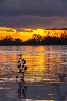 Romantic sunset at the water with leaves of a plant in the foreground and trees and picturesque mood with clouds in the background