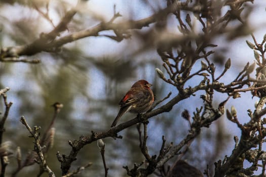 View of a Purple Finch (Haemorhous purpureus) in a Magnolia Tree During Winter, Ohio