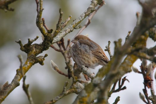 View of a Purple Finch (Haemorhous purpureus) in a Magnolia Tree During Winter, Ohio
