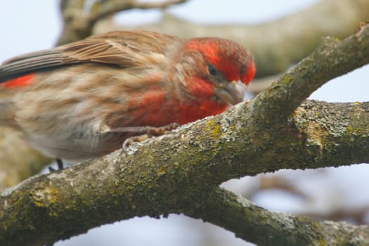 View of a Purple Finch (Haemorhous purpureus) in a Magnolia Tree During Winter, Ohio
