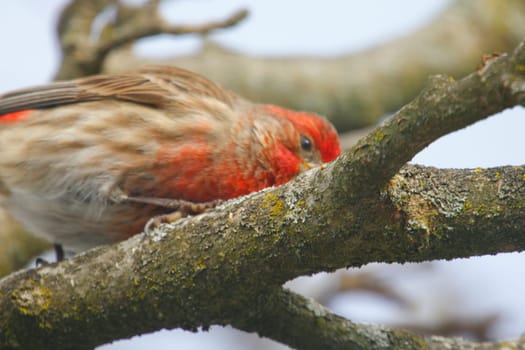 View of a Purple Finch (Haemorhous purpureus) in a Magnolia Tree During Winter, Ohio
