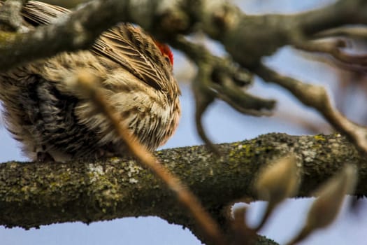 View of a Purple Finch (Haemorhous purpureus) in a Magnolia Tree During Winter, Ohio