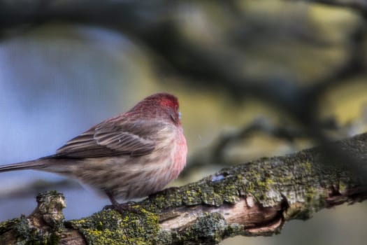 View of a Purple Finch (Haemorhous purpureus) in a Magnolia Tree During Winter, Ohio