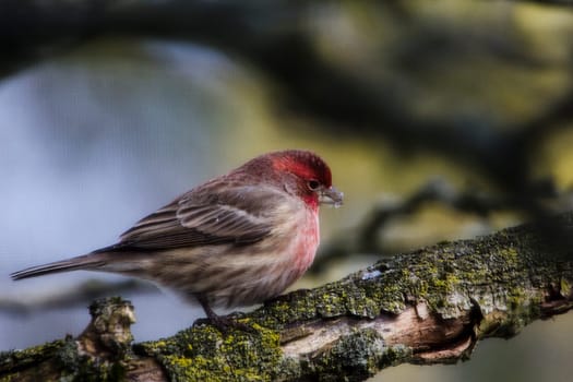 View of a Purple Finch (Haemorhous purpureus) in a Magnolia Tree During Winter, Ohio
